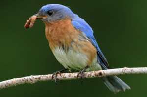 Bluebird Eating Caterpillar Bluebird Eating Caterpillar