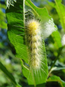 Caterpillar Eating Leaf Caterpillar Eating Leaf