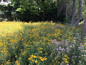 Short Prairie Grasses