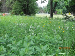 Buffalo Grass Lawn