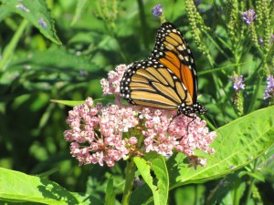 Monarch on Swamp Milkweed