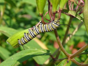 Monarch Caterpillar Eating Milkweed