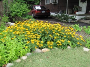 Native Perennial Bed