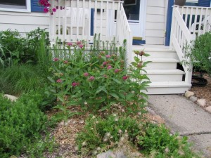 Native Perennial Bed