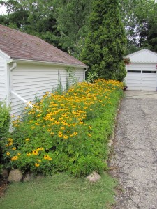 Native Perennial Bed