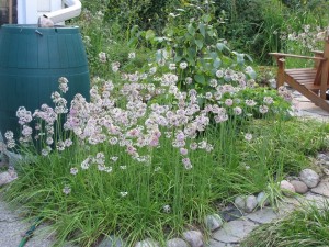 Native Perennial Bed