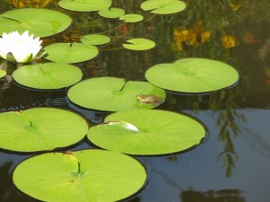 Green Frog on Water Lily