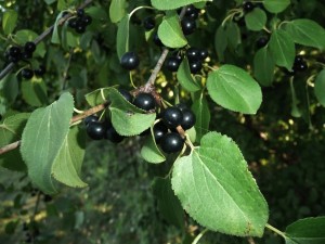 Common Buckthorn with Fruit