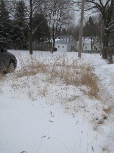 Short Prairie Grasses in Winter