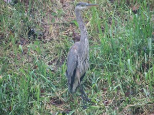 Great Blue Heron