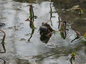 Male American Toad