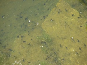 American Toad Tadpoles