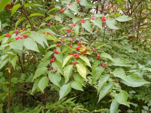 Invasive Amur Honeysuckle With Fruit