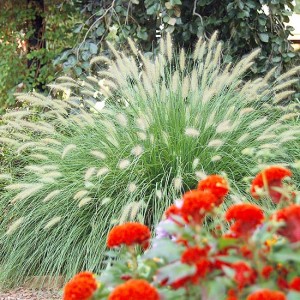 Fountain Grass