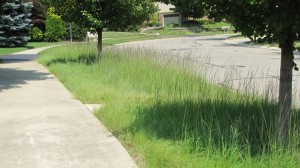 Short Prairie Grasses