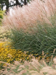 Maidengrass