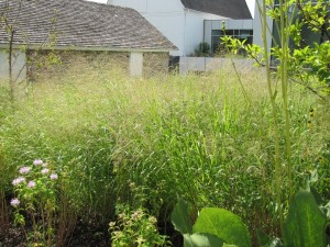 panicum virgatum