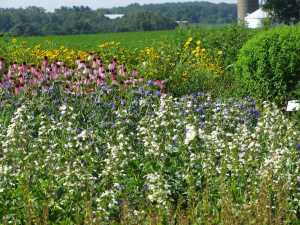 Native Perennial Bed