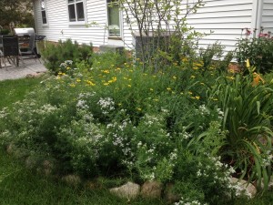 Native Perennial Bed