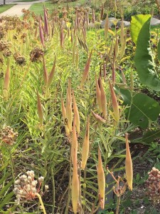 Native Perennial Bed