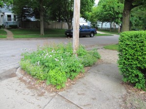 Native Perennial Bed