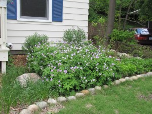 Native Perennial Bed