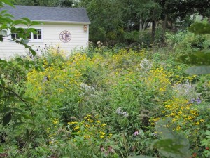 backyard garden before sustainable landscaping