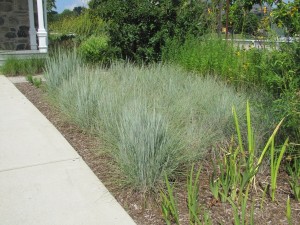 schizachyrium scoparium