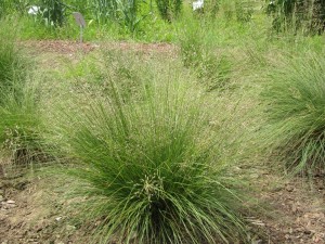 Sporobolus heterolepis