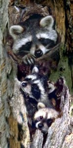 raccoons in snag