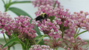 Bee on Swamp Milkweed