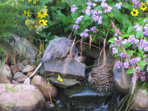 Possum Drinking From Pond