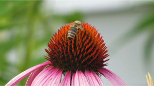 Bee on Purple Coneflower