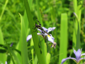 Dragonfly on Sweet Flag Iris