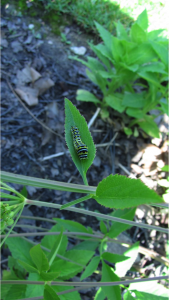 Swallowtail Caterpillar on Golden Alexanders