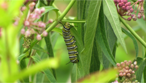 Monarch Caterpillar on Swamp Milkweed