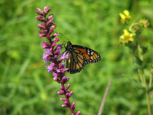 Monarch on Marsh Blazing Star