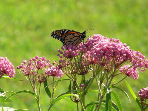 Monarch on Swamp Milkweed