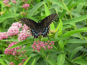 Black Swallowtail on Swamp Milkweed