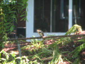 Belted Kingfisher with Goldfish