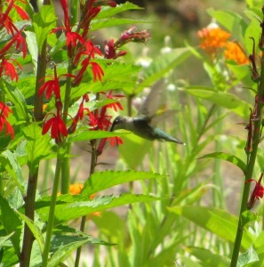 Hummingbird on Cardinal Flower
