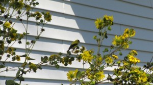 Goldfinch on Rosin Weed