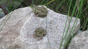 Green Frogs