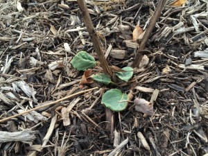 Big Leaved Aster