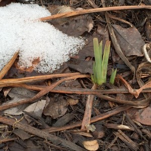 Blue Flag Iris