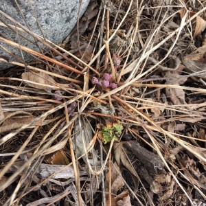 Eastern Columbine