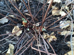 Wild Geranium