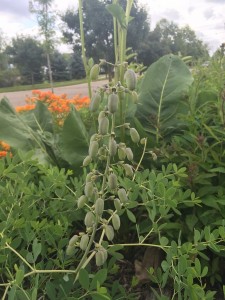 bap alb seed pods