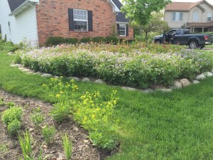 Native Perennial Bed