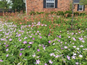 Perennial bed by Creating Sustainable Landscapes